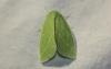 Bena bicolorana